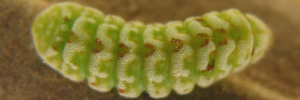 Ionolyce helicon hyllus - Final Larvae